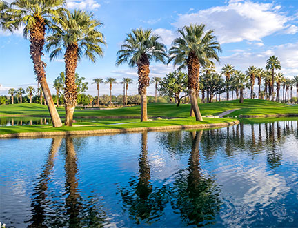 Palm trees in Palm Springs, CA